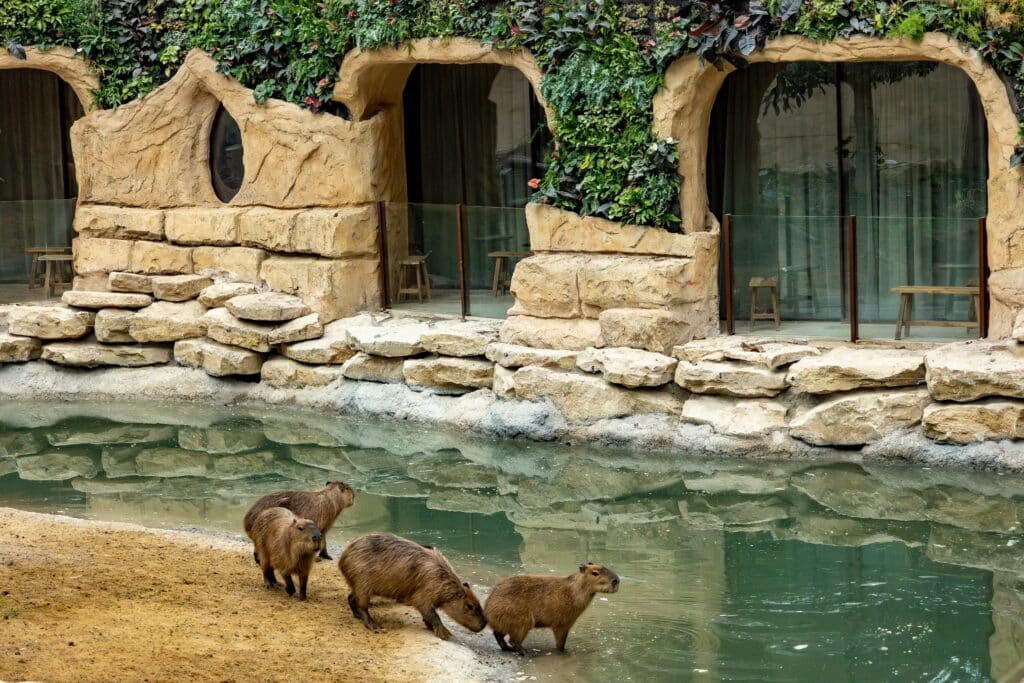 Développement durable et mixité au programme du plus grand écosystème zoologique couvert du monde 4