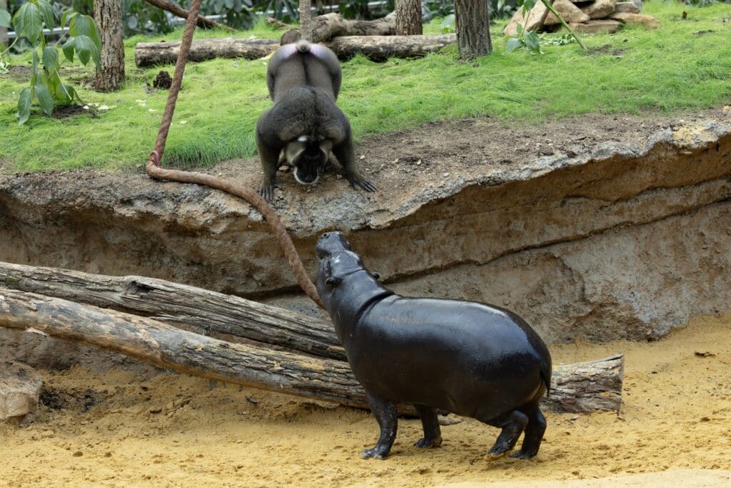 Développement durable et mixité au programme du plus grand écosystème zoologique couvert du monde 1